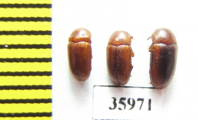 Erotylidae sp.  Tanzania - INSECTS-STORE.RU