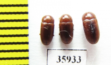 Erotylidae sp.  Tanzania - INSECTS-STORE.RU