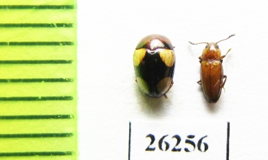 Erotylidae sp.  Vietnam - INSECTS-STORE.RU