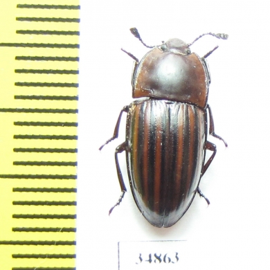 Erotylidae sp.  Zambia - INSECTS-STORE.RU