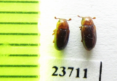 Dacne ? bipustulata  Russia, Far East - INSECTS-STORE.RU