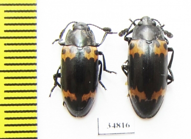 Episcapha flavofasciata  Russia, Far East - INSECTS-STORE.RU