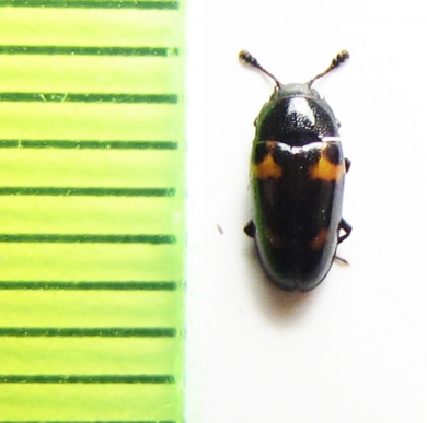 Microsternus crotchi  Russia, Far East - INSECTS-STORE.RU