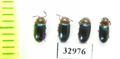 Triplax aeneus  Russia, Tver reg. - INSECTS-STORE.RU