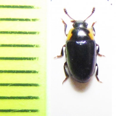 Triplax amoena  Russia, Far East - INSECTS-STORE.RU