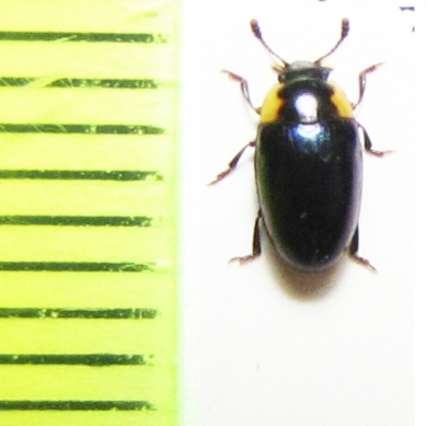 Triplax amoena  Russia, Far East - INSECTS-STORE.RU