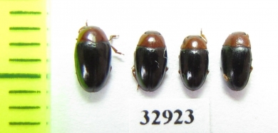 Triplax rufipes  Russia, Tver reg. - INSECTS-STORE.RU