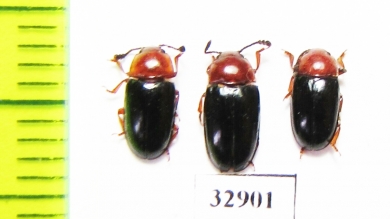 Triplax russica  Russia, Tver reg. - INSECTS-STORE.RU