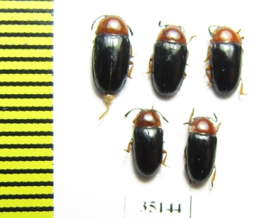 Triplax russica  Russia, Tver reg. - INSECTS-STORE.RU