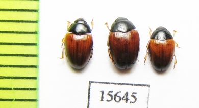 Tritoma mimetica  Canada - INSECTS-STORE.RU