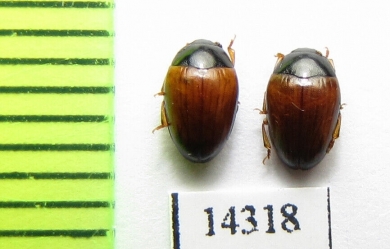 Tritoma mimetica  Canada - INSECTS-STORE.RU