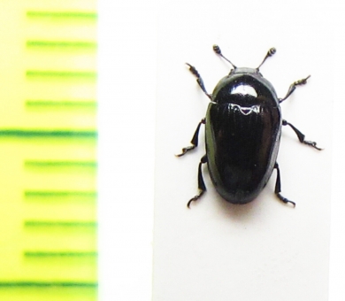 Tritoma niponensis  Russia, Far East - INSECTS-STORE.RU