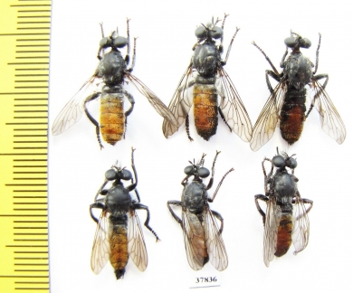 Asilidae, Choerades gilva, pair  Russia, Tver reg. - INSECTS-STORE.RU