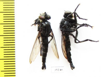 Asilidae sp.  Panama - INSECTS-STORE.RU