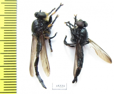 Asilidae sp.  Panama - INSECTS-STORE.RU