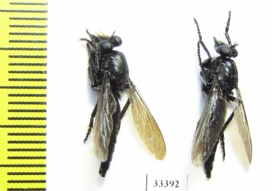 Asilidae sp.  Russia, Astrakhan reg. - INSECTS-STORE.RU