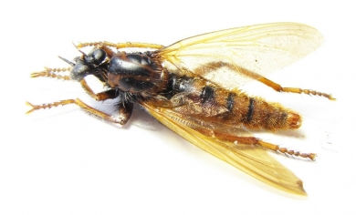 Asilidae sp.  Vietnam 34mm - INSECTS-STORE.RU