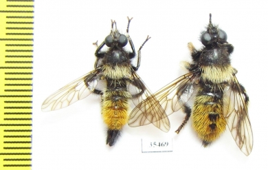 Asilidae, Laphria flava, pair  Russia, Tver reg. - INSECTS-STORE.RU