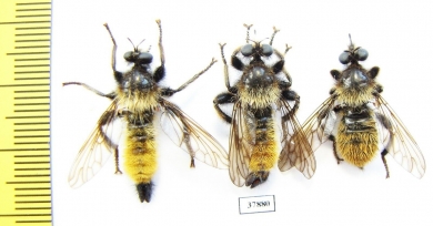 Asilidae, Laphria flava, pair  Russia, Tver reg. - INSECTS-STORE.RU