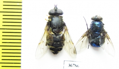 Diptera sp.  Ecuador - INSECTS-STORE.RU