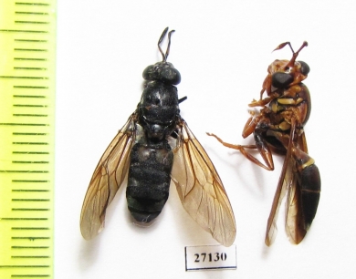 Diptera sp.  Honduras - INSECTS-STORE.RU