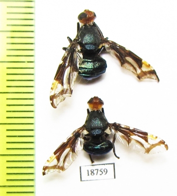 Diptera sp.  Indonesia, Sumatra - INSECTS-STORE.RU