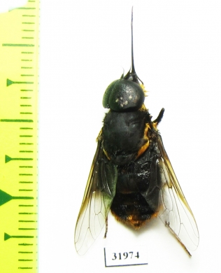 Diptera sp.  Panama - INSECTS-STORE.RU