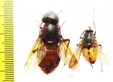 Diptera sp.  Panama  33/21 mm - INSECTS-STORE.RU