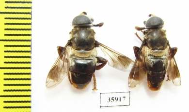 Diptera sp.  Tanzania - INSECTS-STORE.RU