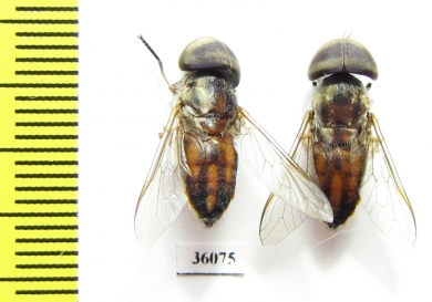 Diptera sp.  Thailand - INSECTS-STORE.RU