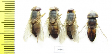 Diptera sp.  Thailand - INSECTS-STORE.RU