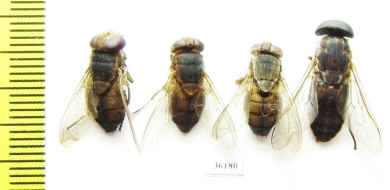 Diptera sp.  Thailand - INSECTS-STORE.RU