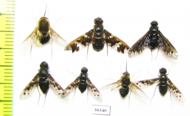 Bombyliidae sp.  Russia, Tver reg. - INSECTS-STORE.RU