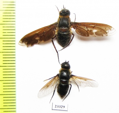 Bombyliidae sp.  Russia, Crimea reg. - INSECTS-STORE.RU