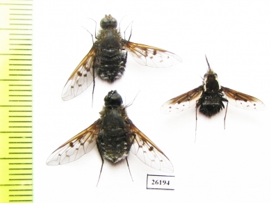 Bombyliidae sp.  South Africa Rep. - INSECTS-STORE.RU