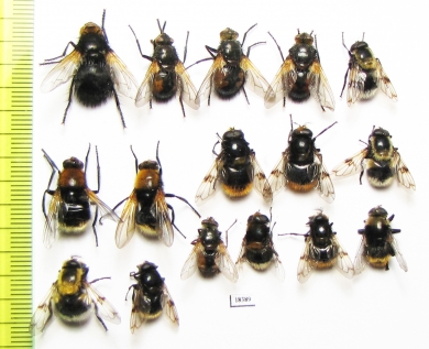 Diptera sp.  Russia, Tver reg. - INSECTS-STORE.RU