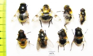 Diptera sp.  Russia, Tver reg. - INSECTS-STORE.RU