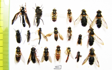 Diptera sp.  Russia, Tver reg. - INSECTS-STORE.RU