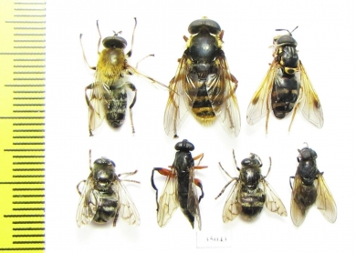 Diptera sp.  Russia, Tver reg. - INSECTS-STORE.RU