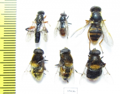 Diptera sp.  Russia, Tver reg. - INSECTS-STORE.RU