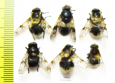 Diptera sp.  Russia, Tver reg. - INSECTS-STORE.RU