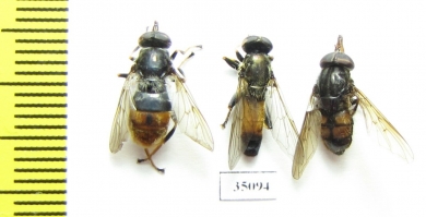 Diptera sp.  Russia, Tver reg. - INSECTS-STORE.RU