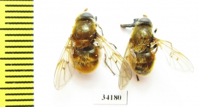 Diptera sp.  Russia, Tver reg. - INSECTS-STORE.RU