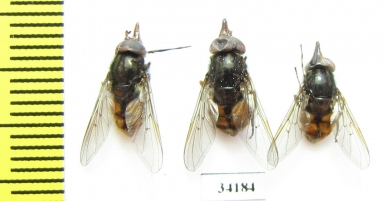 Diptera sp.  Russia, Tver reg. - INSECTS-STORE.RU