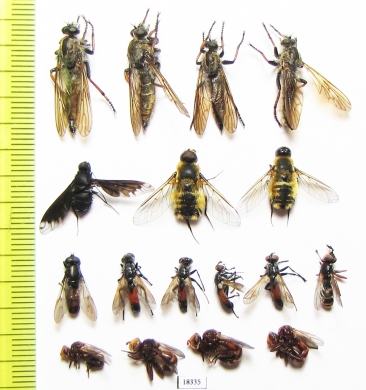 Diptera sp.  Russia, Tver reg. - INSECTS-STORE.RU