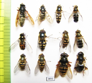 Diptera sp.  Russia, Tver reg. - INSECTS-STORE.RU