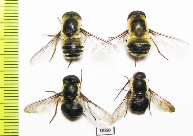 Diptera sp.  Russia, Daghestan reg. - INSECTS-STORE.RU