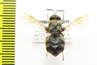 Diptera sp.  Russia, Far East - INSECTS-STORE.RU