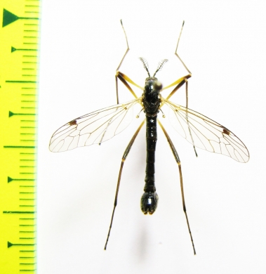 Tipulidae sp.  Russia, Tver reg. - INSECTS-STORE.RU