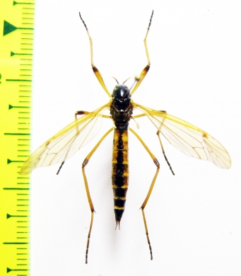 Tipulidae sp.  Russia, Tver reg. - INSECTS-STORE.RU